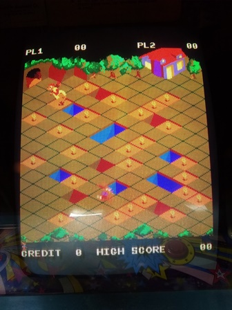 Jackrabbit with blue issues