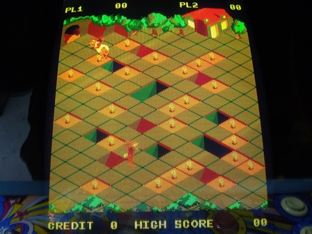 Jackrabbit with blue issues